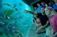 Florida: Ticket vorab in der Tasche spart für Besuch von SeaWorld, Aquatica und Busch Gardens